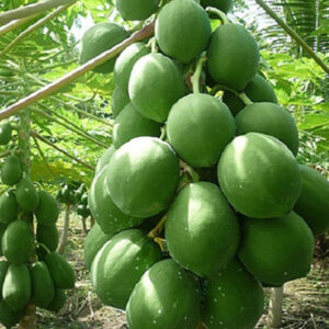 ১ প্যাকেট বামন পেঁপে বীজ 370 টাকা