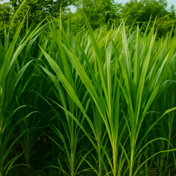 ইন্দোনেশিয়া স্মার্ট নেপিয়ার ঘাস বীজ ১ কেজি ৮৫০ টাকা