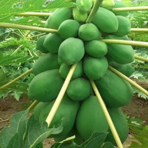 ১ প্যাকেট বামন পেঁপে বীজ 370 টাকা