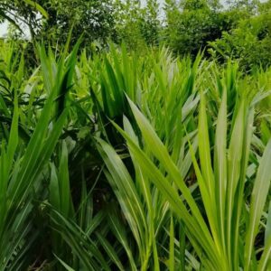 গুয়াতেমালা ঘাস বীজ ১ কেজি মাত্র ৭৫০টাকা