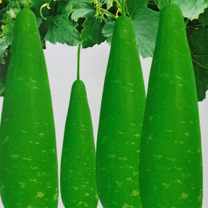 ১ প্যাকেট হাজারী লাউ এর বীজ ৩৫০ টাকা