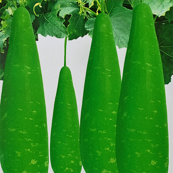 ১ প্যাকেট হাজারী লাউ এর বীজ ৩৫০ টাকা